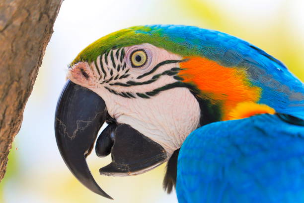 istock Parrot macaw tropical bird on nature background – Rio, Brazil 951776836
