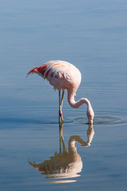 istock flamingo in a lake at atacama salt flats 951777566