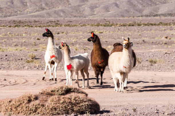 istock llama herd at atacama desert 951777964