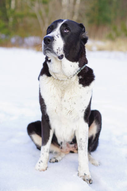 istock Cute black and white Central Asian Shepherd (Alabai dog) with cropped ears sitting outdoors on a snow in winter 951781640