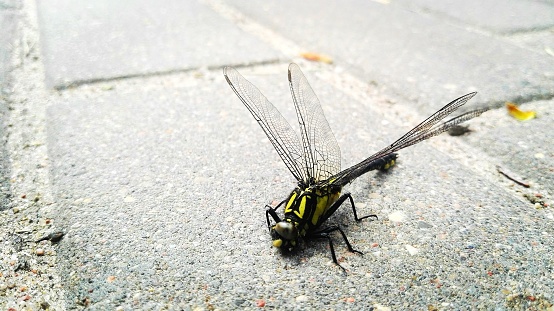 Dragonfly in a city street