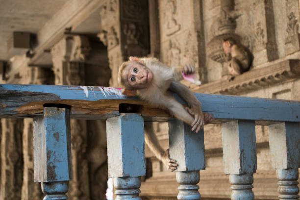 Monkey Cute monkey in Sri Virupaksha Temple in Hampi, India. virupaksha stock pictures, royalty-free photos & images
