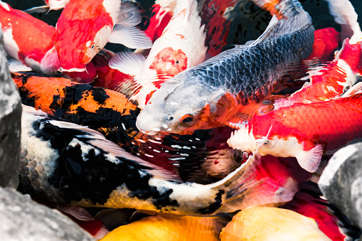 Koi Carp, Fish, Animal, Carp, Japan