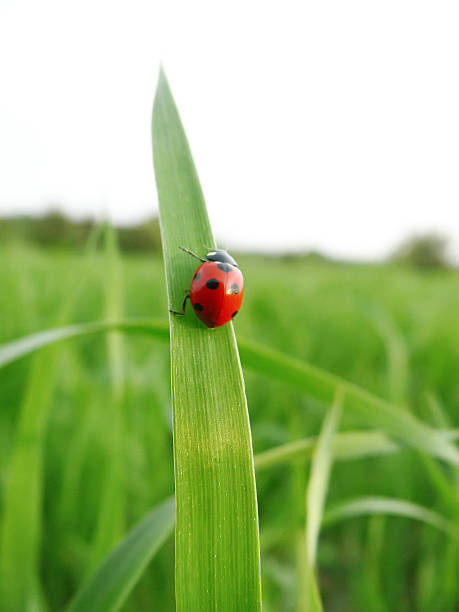 istock Ladybird on a leaf with green background 95179237