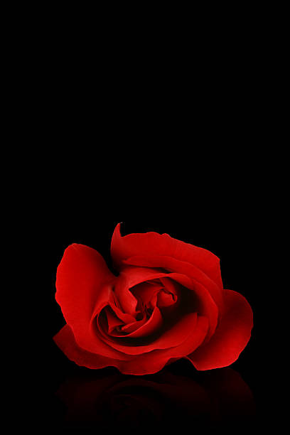 Red Rose stock photo