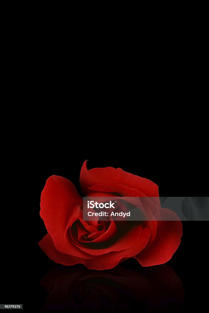 Красная роза - Стоковые фото Роза роялти-фри