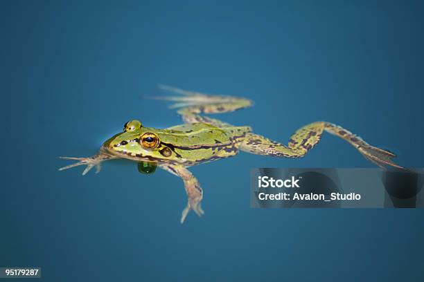 Photo libre de droit de Grenouille Est Nager Dans Leau banque d'images et plus d'images libres de droit de Grenouille - Grenouille, Amphibien, Animaux de compagnie