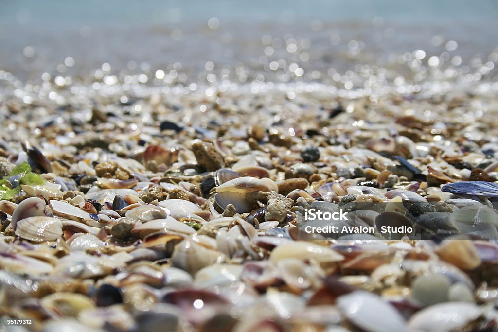 Conchas na praia, 2 - Foto de stock de Concha - Parte do corpo animal royalty-free