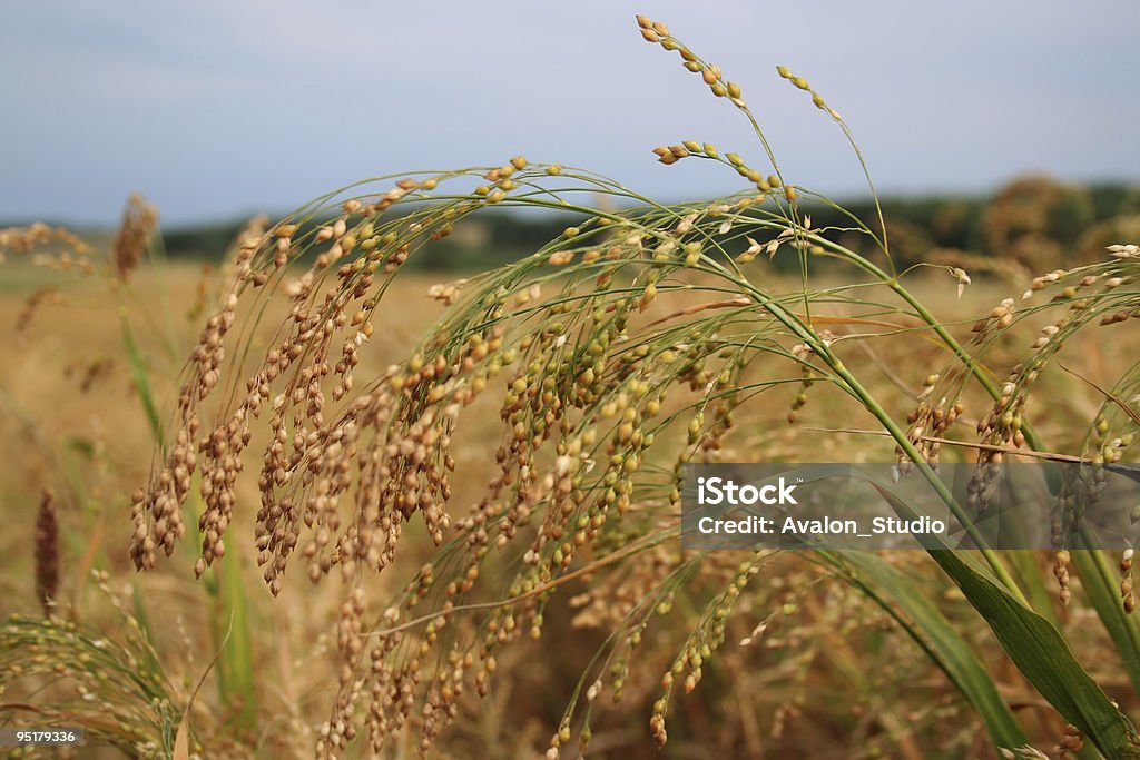 Rice-ricefield - Lizenzfrei Agrarbetrieb Stock-Foto