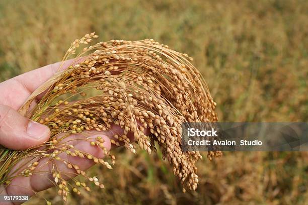 Foto de Arroz e mais fotos de stock de Agricultura - Agricultura, Arroz - Cereal, Arrozal