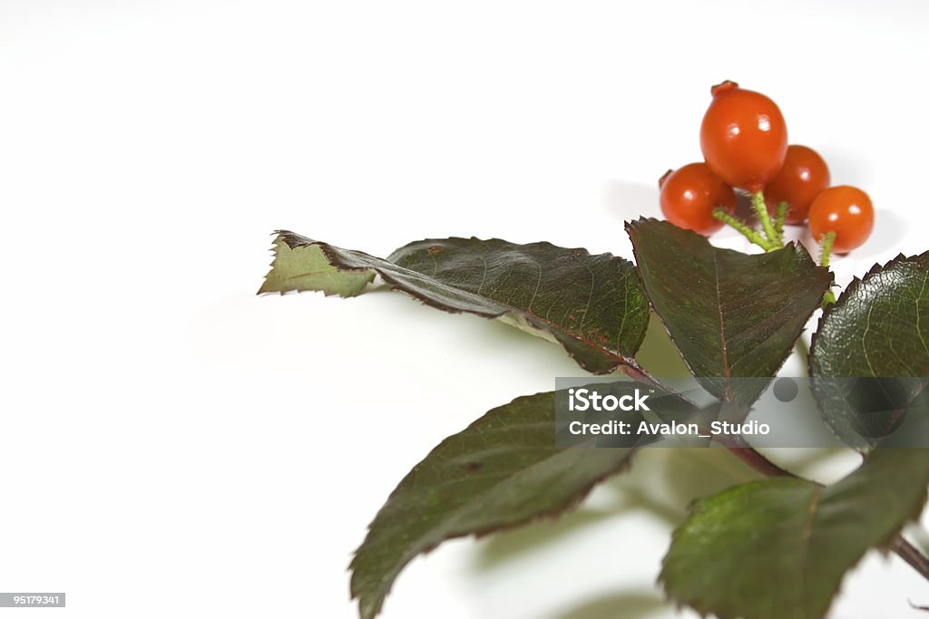 Herbstszenen - Lizenzfrei Blatt - Pflanzenbestandteile Stock-Foto