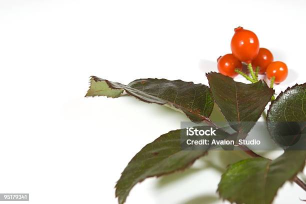 단풍 0명에 대한 스톡 사진 및 기타 이미지 - 0명, 가을, 과일