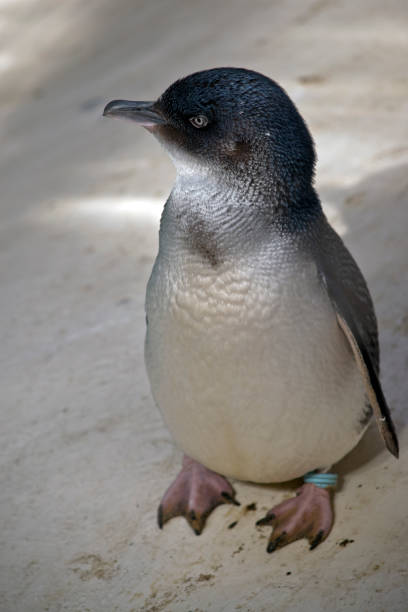 istock little penguin or fairy penguin 951793782
