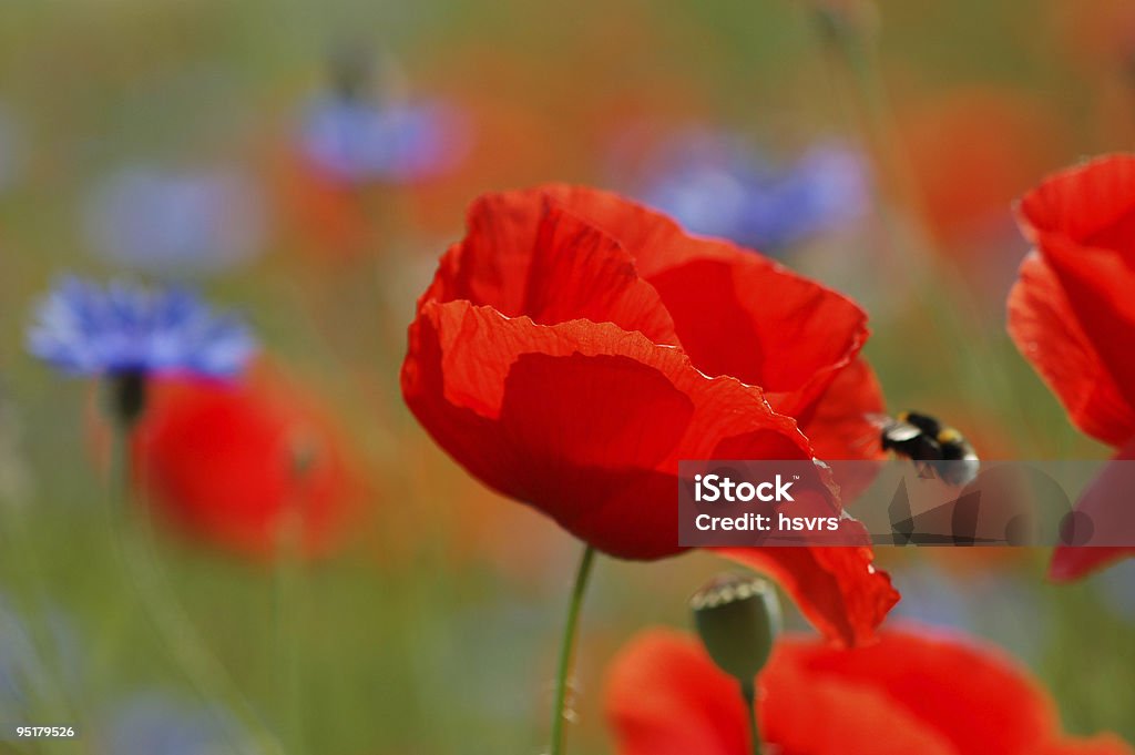 Rouge et bleu Pavot sauvage - Photo de Bleuet des champs libre de droits