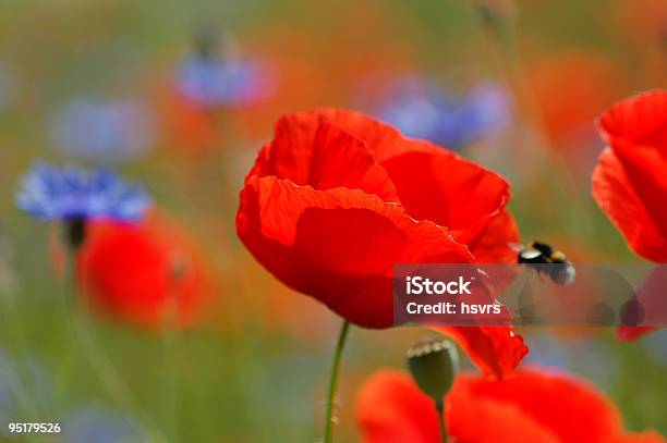 Rosso E Blu Papavero Comune - Fotografie stock e altre immagini di Fiordaliso - Fiordaliso, Papavero - Pianta, Ambientazione esterna