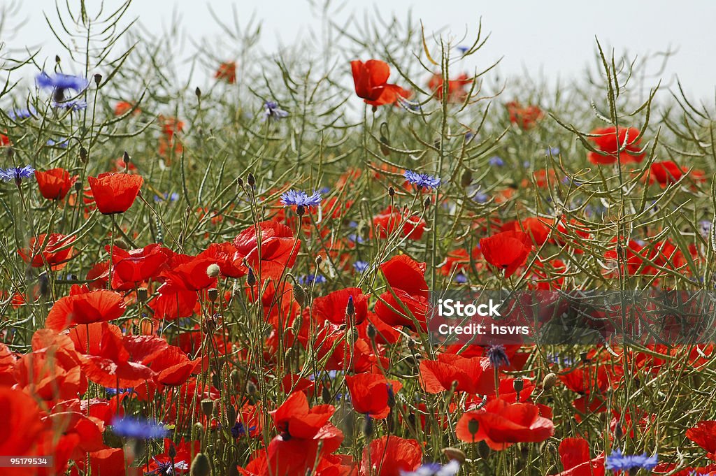 Rote und blaue Klatschmohn in rapeseeds field - Lizenzfrei Aromaöl Stock-Foto