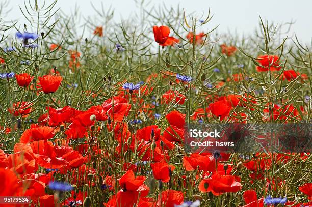 Rote Und Blaue Klatschmohn In Rapeseeds Field Stockfoto und mehr Bilder von Aromaöl - Aromaöl, Blau, Bunt - Farbton