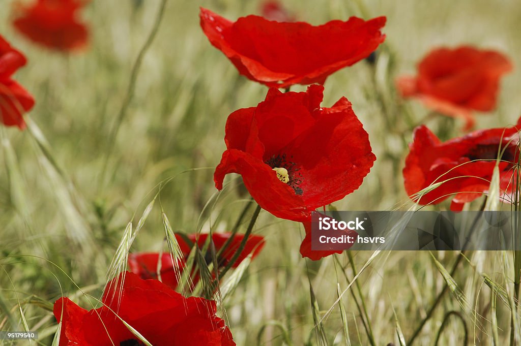 red Corn Poppy in a Rye field  Agricultural Field Stock Photo