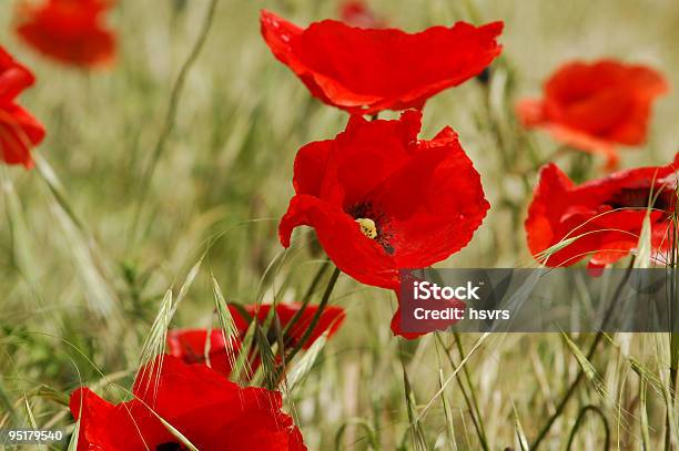 Red Corn Poppy In A Rye Field Stock Photo - Download Image Now - Agricultural Field, Blue, Bud