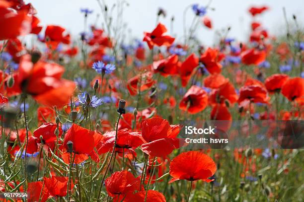 Photo libre de droit de Champ De Coquelicots Rouges Et Cornflowers banque d'images et plus d'images libres de droit de Fleur de pavot - Plante - Fleur de pavot - Plante, Pavot sauvage, Agriculture