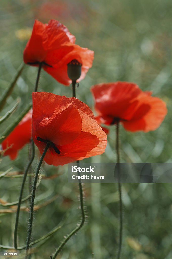 Feld mit roter Poppies - Lizenzfrei Blau Stock-Foto