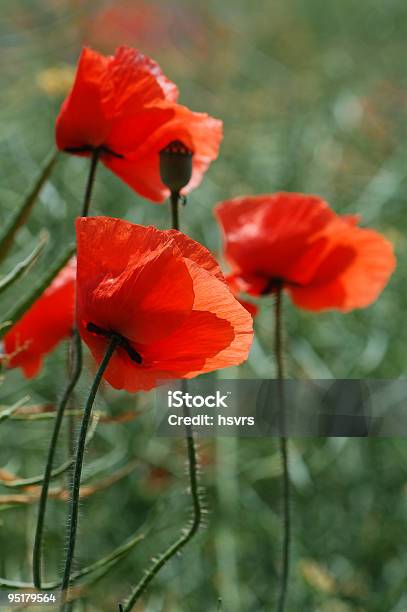 Feld Mit Roter Poppies Stockfoto und mehr Bilder von Blau - Blau, Blüte, Blütenblatt