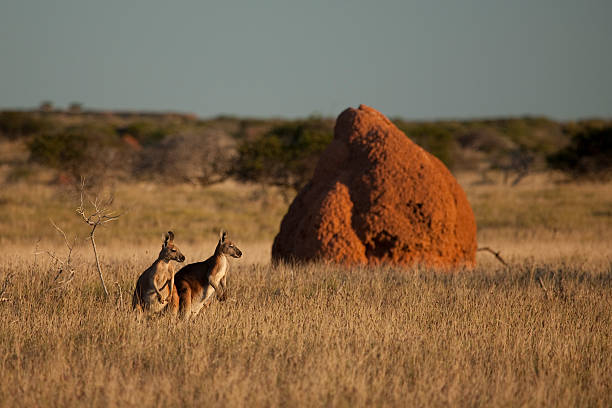 kangaroos nel tardo pomeriggio - kangaroo animal australia outback foto e immagini stock