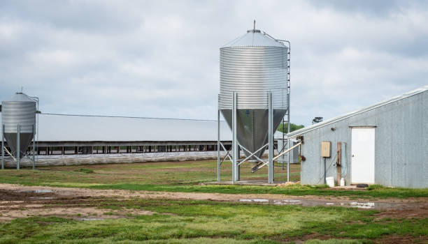 Large-Scale Hog Farm stock photo