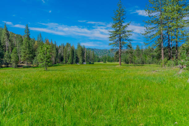 istock Springtime mountain meadow in Kings Canyon National Park; CA 951798774