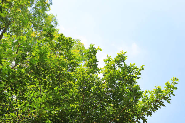 istock Green leaves with sky background. 951798836