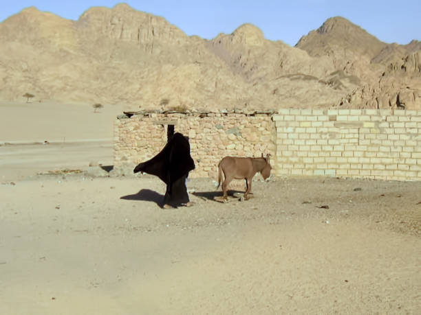 Bedouin woman in niqab walking with a donkey in Sinai desert Bedouin woman in niqab walking with a donkey in Sinai desert donkey animal themes desert landscape stock pictures, royalty-free photos & images