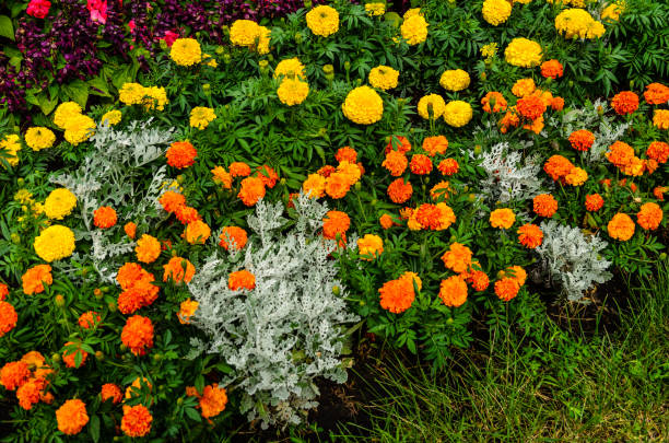 istock Mexican marigolds (Tagetes erecta, Aztec marigold) on a flowerbed 951803638