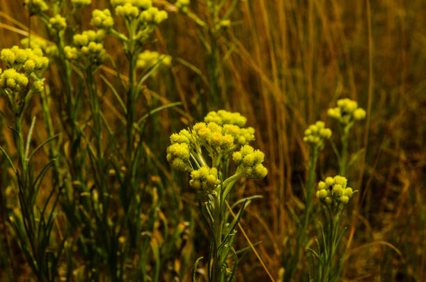 planta medicinal helichrysum arenarium en un prado - 6727 fotografías e imágenes de stock