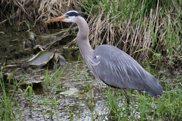 istock A young great blue heron fishing