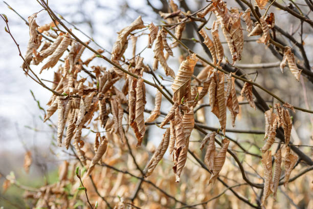 istock Last year yellow dry leaves 951815258