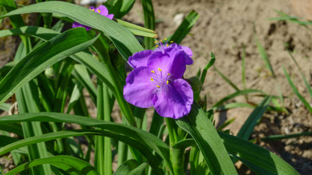 istock Lilac single autumnal flower 951816608