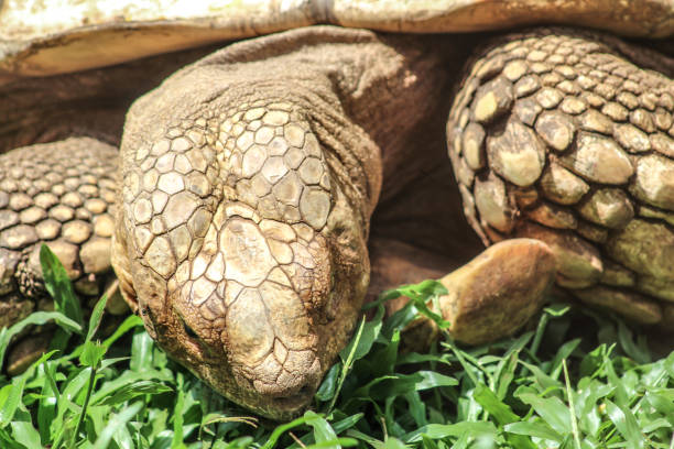 Tortoise stock photo