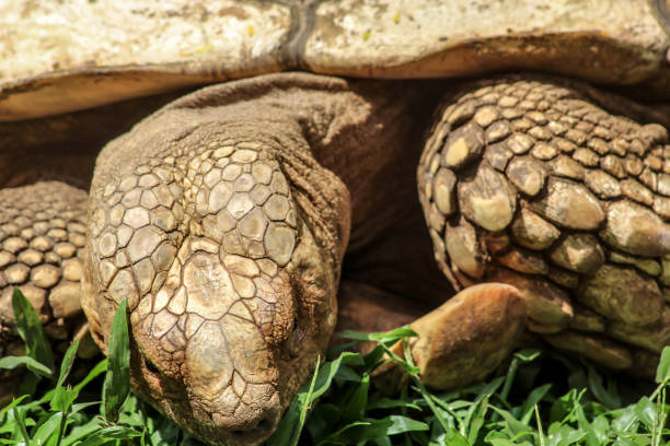 Tortoise stock photo