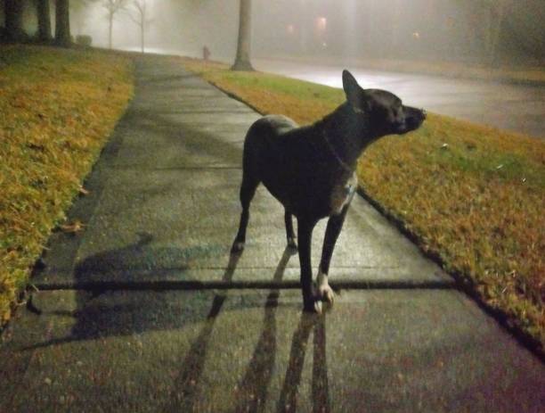 Dog Walking on a Misty Night stock photo