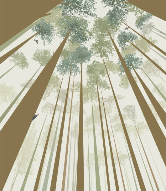 ilustrações de stock, clip art, desenhos animados e ícones de trees pierce the sky - tall