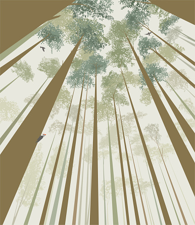 Trees pierce the sky: view from the bottom up, vector