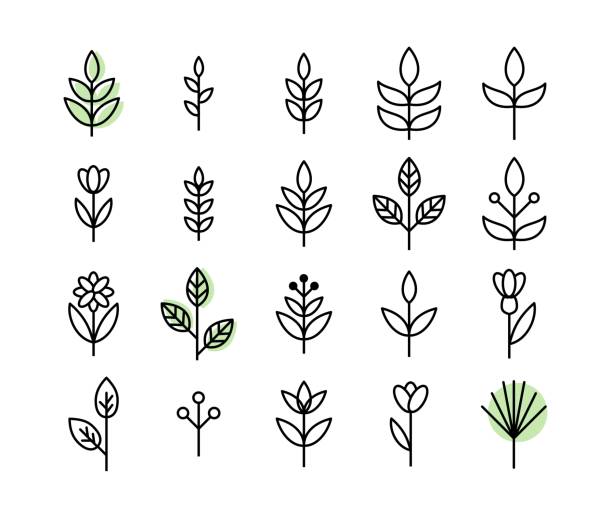 ilustraciones, imágenes clip art, dibujos animados e iconos de stock de conjunto de vectores de iconos de hoja delgada línea - branch leaf tree environment