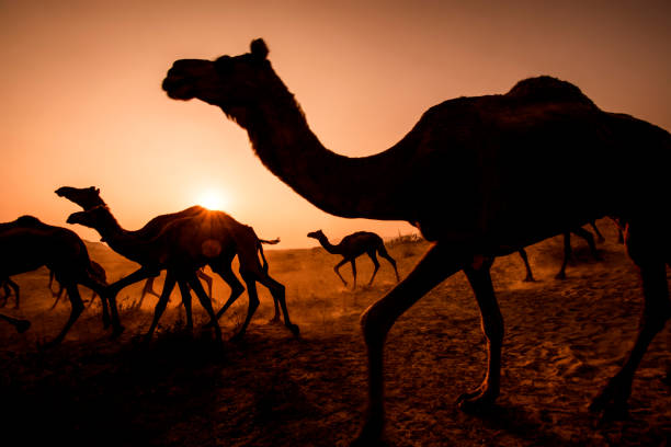 Camel Race stock photo