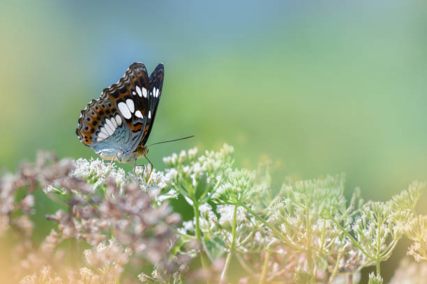 o comandante comum borboleta alimentando-se de ervas daninhas. - awe fly flower pollen - fotografias e filmes do acervo