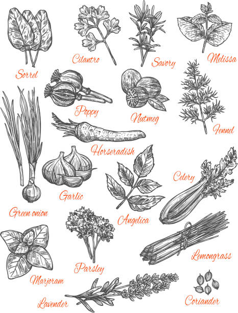 ilustrações de stock, clip art, desenhos animados e ícones de spices store vector sketch icons of herbs - parsley cilantro leaf leaf vegetable