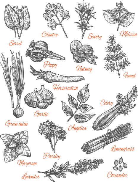 Spices store vector sketch icons of herbs Herbs and spices sketch icons. Vector isolated set of sorrel, cilantro or savory and melissa flavorings, poppy and numteg or fennel spice seasoning, horseradish and garlic vegetable horseradish stock illustrations