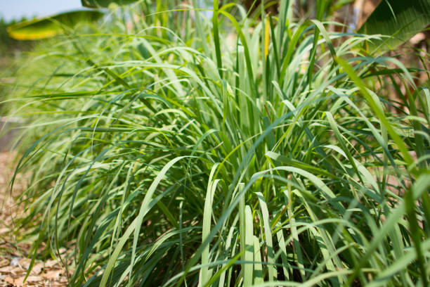 citronnelle ou lapine ou citronnelle ou antillais, cymbopogon citratus ont été plantés sur le terrain - thai culture spice thai cuisine ingredient photos et images de collection