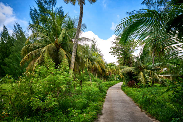 istock Matoopa road, tropical forest, Cap Ternay, Mahe, Seychelles 951828044