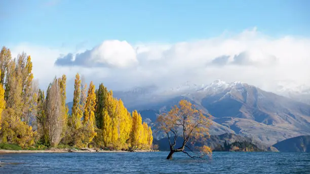 The Lonely tree of Lake Wanaka, South Island, New Zealand, at the morning light and the snow clad Buchanan Peaks at the Backdrop