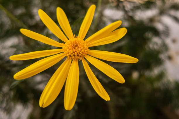 istock close up spring flower in nature 951828090